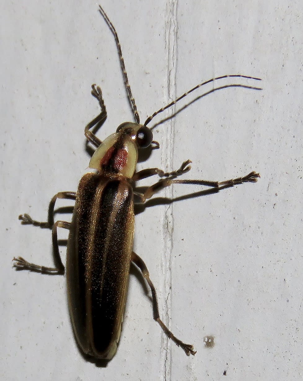 Photinus carolinus, the only species of firefly in North America whose individuals can synchronize their lighting display, was found on Grandfather Mountain this summer by Dr. Clyde Sorenson, an entomologist from N.C. State University. Photo by Clyde Sorenson | Courtesy of the Grandfather Mountain Stewardship Foundation Photo by Clyde Sorenson | Courtesy of the Grandfather Mountain Stewardship Foundation