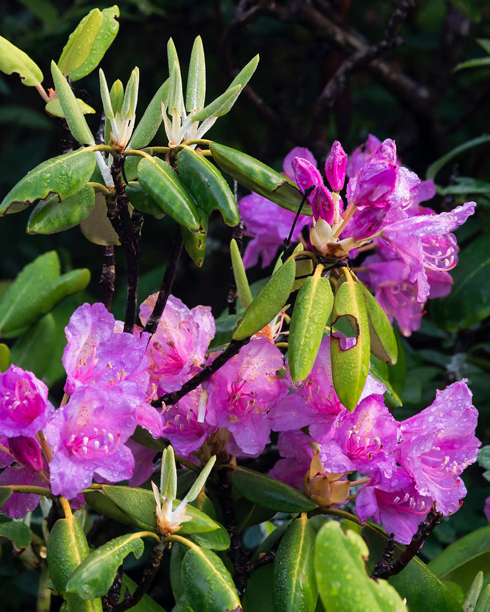 Grandfather Mountain’s Remarkable Rhododendron Ramble returns this June, with short, guided strolls offered daily June 1-8. The naturalist-led, interpretive walks show visitors where to best observe the blooms, while teaching them about their history, characteristics and roles they play in the mountain’s ecological communities. The programs are free with regular park admission. Photo by Skip Sickler | Grandfather Mountain Stewardship Foundation