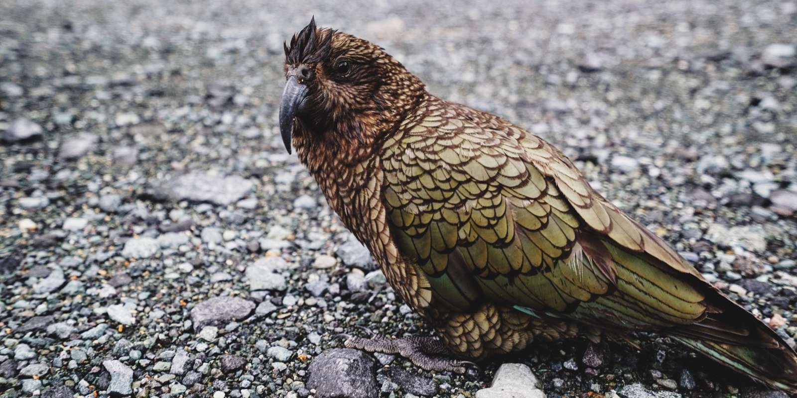 Kea, Native bird of New Zealand