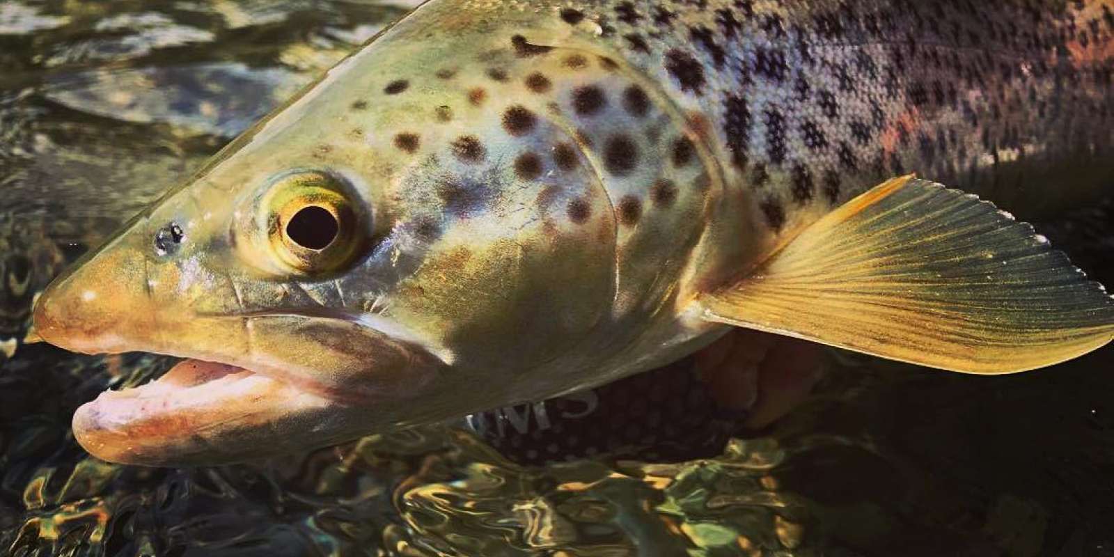 Brown Trout, Queenstown