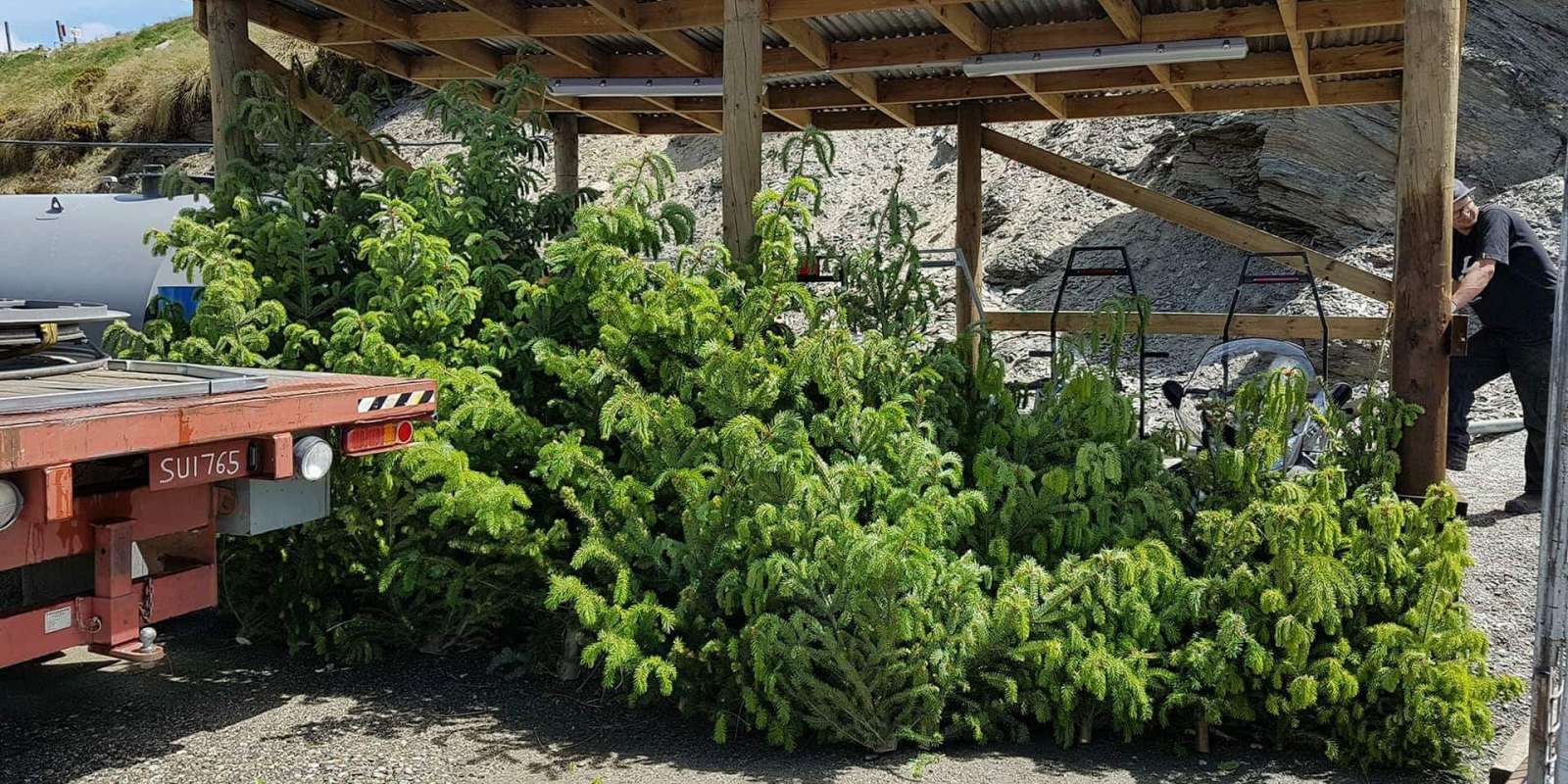 Peak's Wilding Pines Spread Christmas Cheer