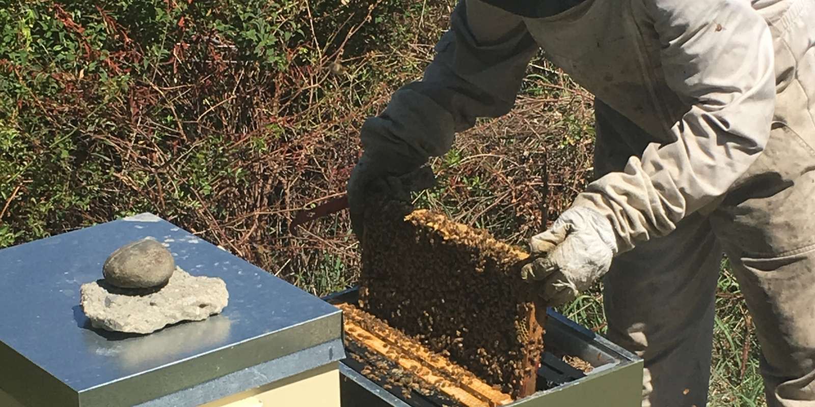 A beekeeper inspects The Rees hives
