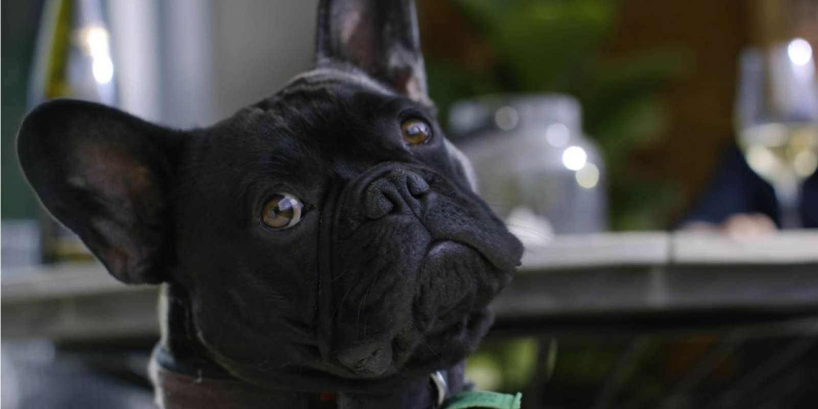 French Bulldog, Bruce