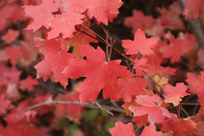 Fall Color - Utah