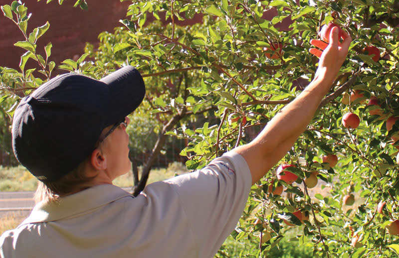 Picking apples in Fruita