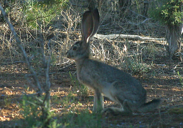 Utah Jack Rabbit