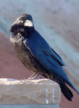 Bryce Canyon Raven