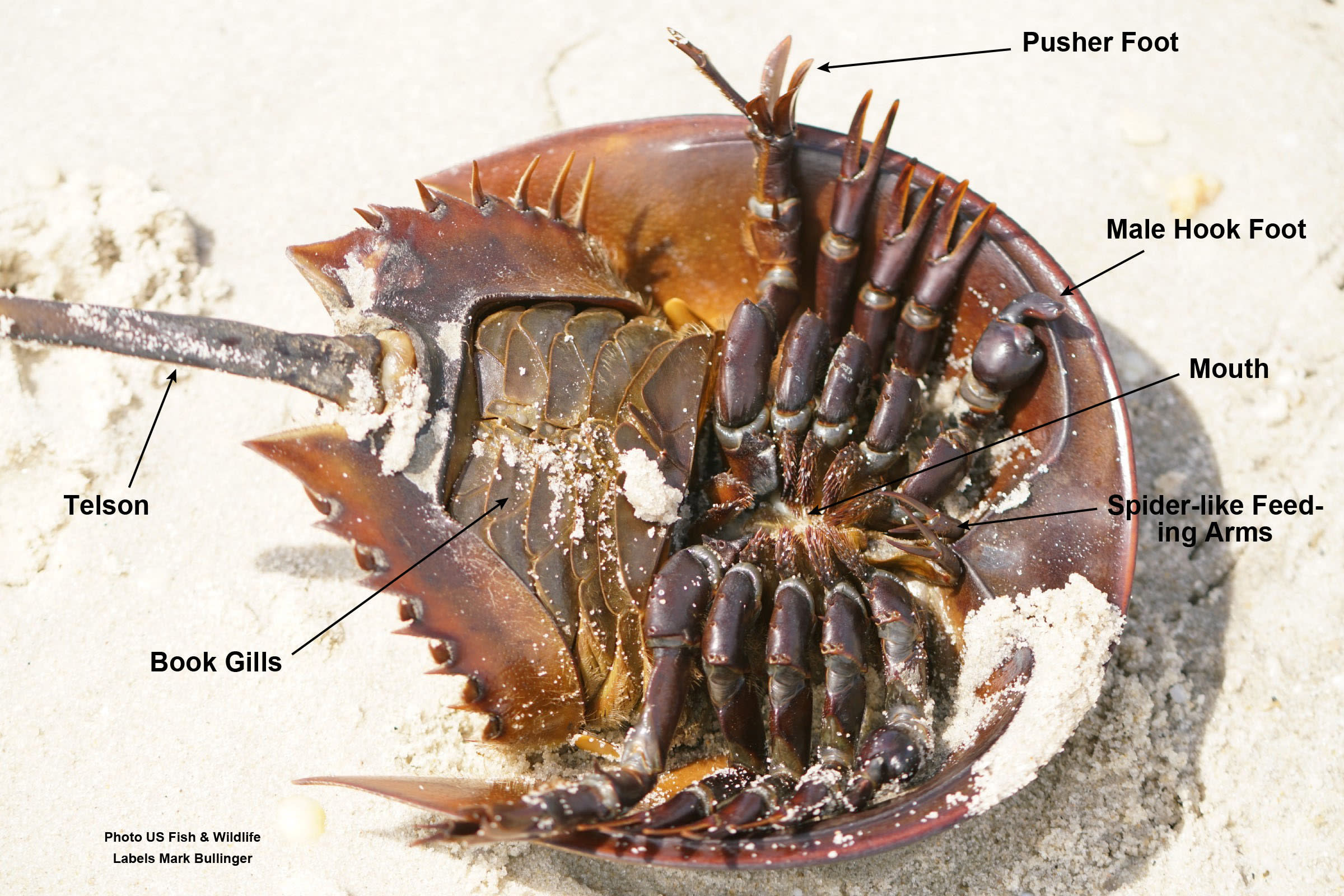 Tentakel verdamping Amuseren The Way-Back Creature - All About the Horsehoe Crabs with Naturalist, Mark  Bullinger