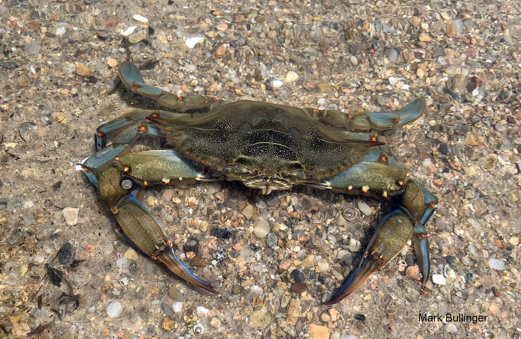 The Crab Days of Summer - Guest Post by Mark Bullinger