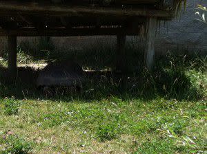 IMG_0327