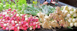Vegetables at Farmers Market