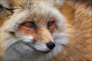 Ember, Fox at Wolf Park