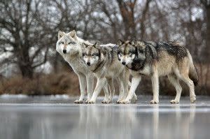 Frozen Pond 3 wolves