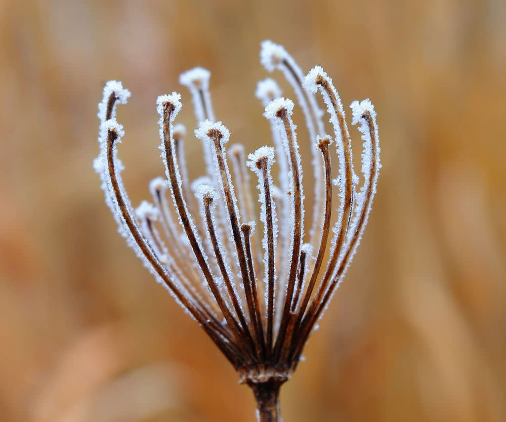 1330265615_20120226_Frost at Evonik wildlife habitat area