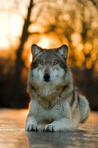 1Wolf Park 2011