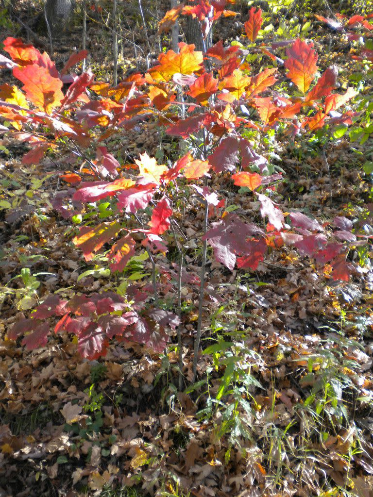 Bright reds, orange and yellow leaves!