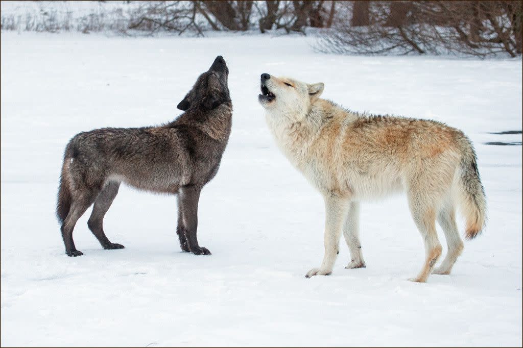 Fiona & Kanti Howling on the Pond