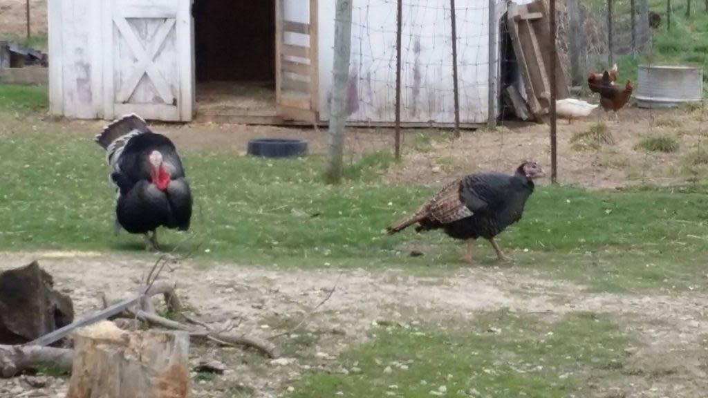Gloria the turkey 2