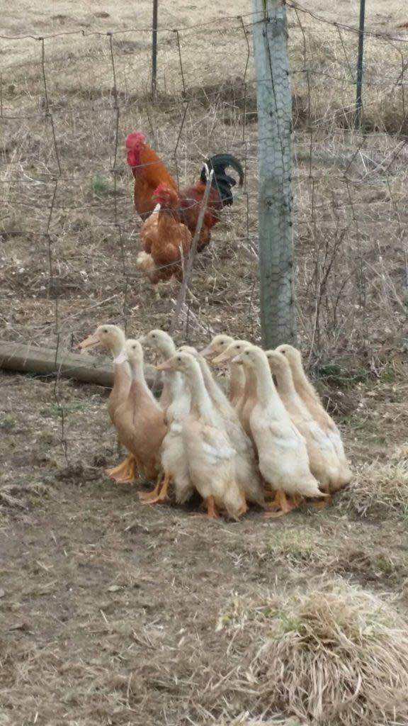 The Farm ducklins, roster and chicken