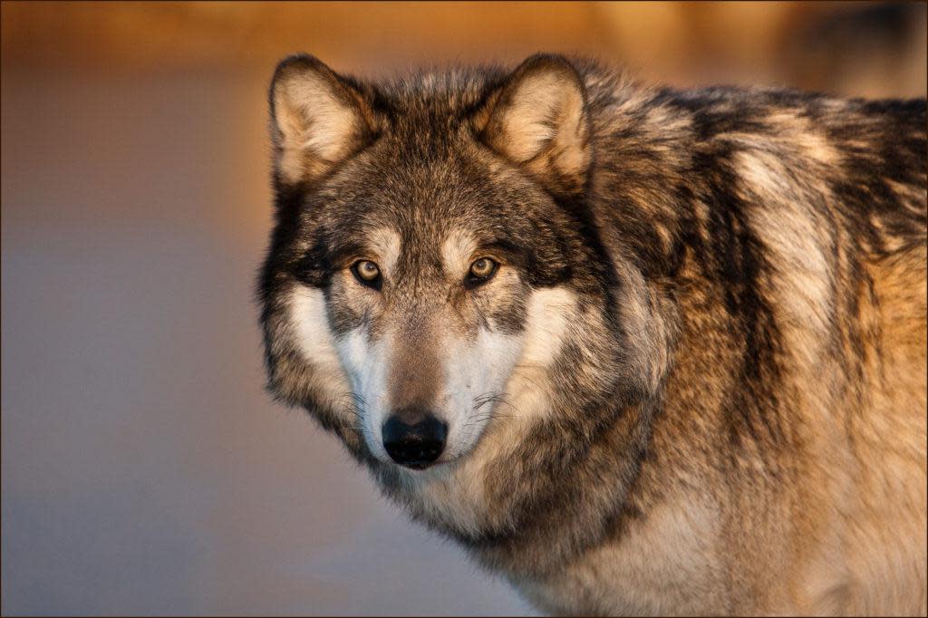 Wolfgang