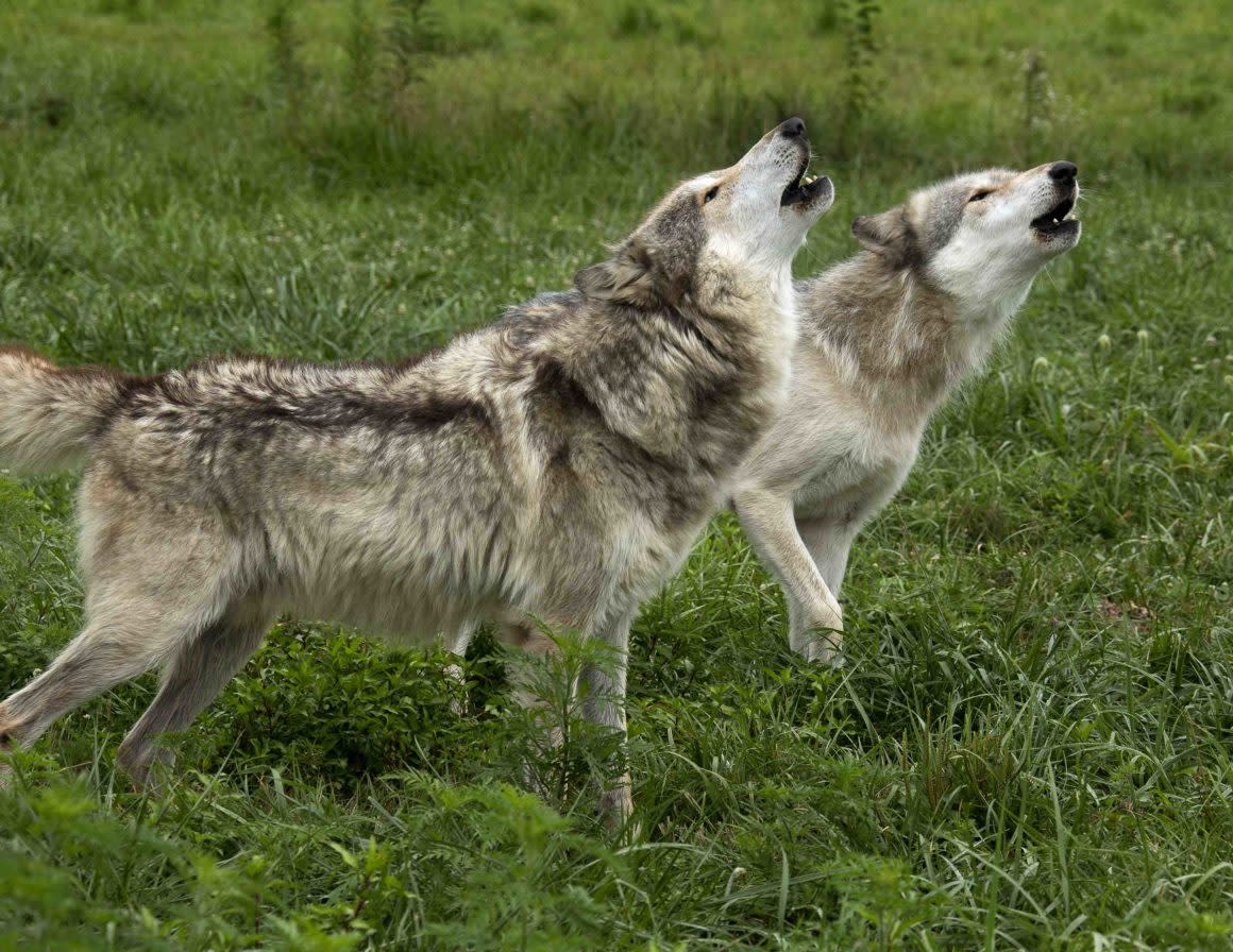 Wolf Park