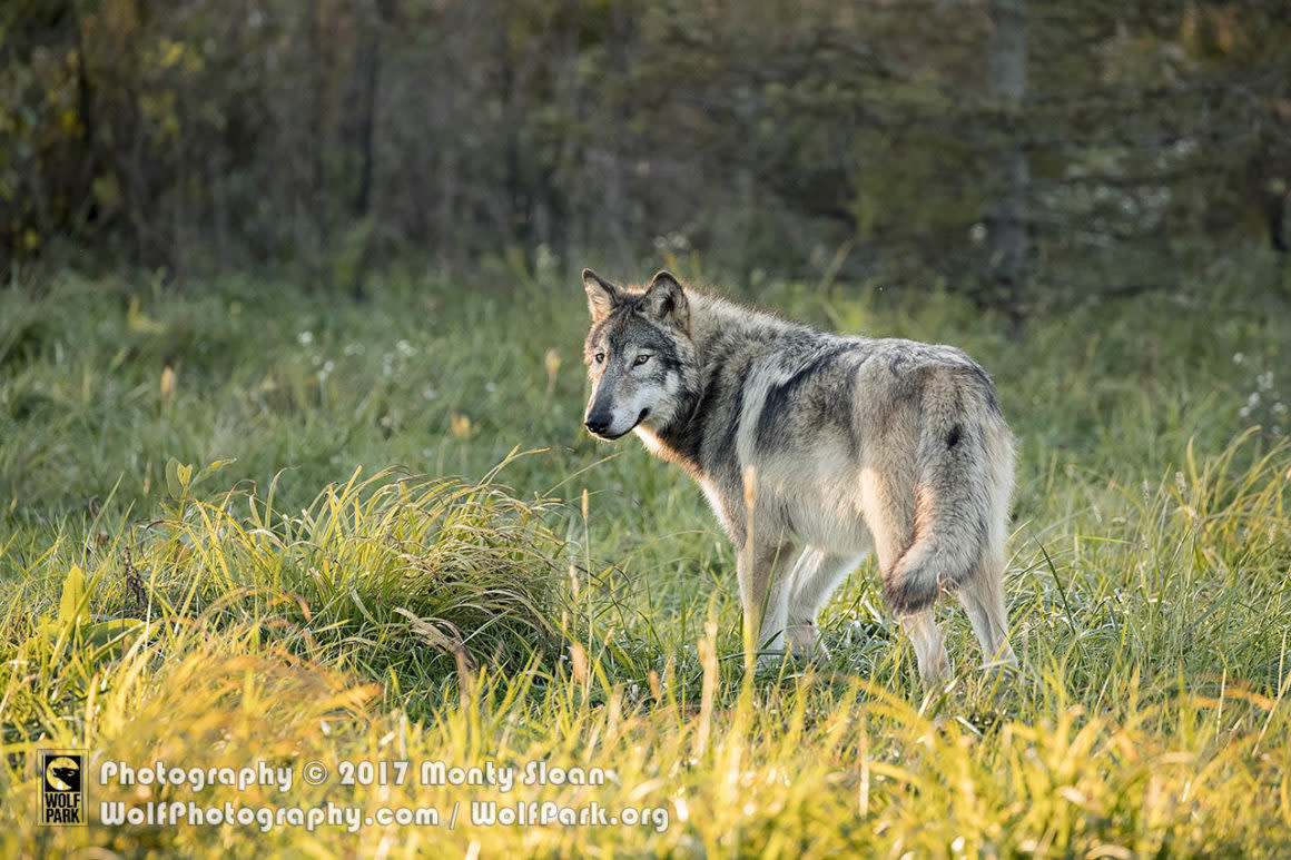 Wolf Park
