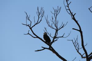 Bald Eagle perched in a Tree