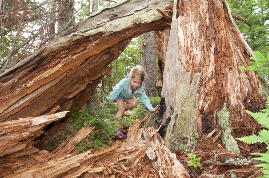 A young girl plays among the large old-growth pine stumps near her campsite at Craig Lake State Park near Michigamme Michigan.