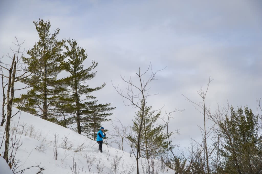 A female skier explores the snow covered woods of the Harlow Lake area near Marquette, Michigan in winter.