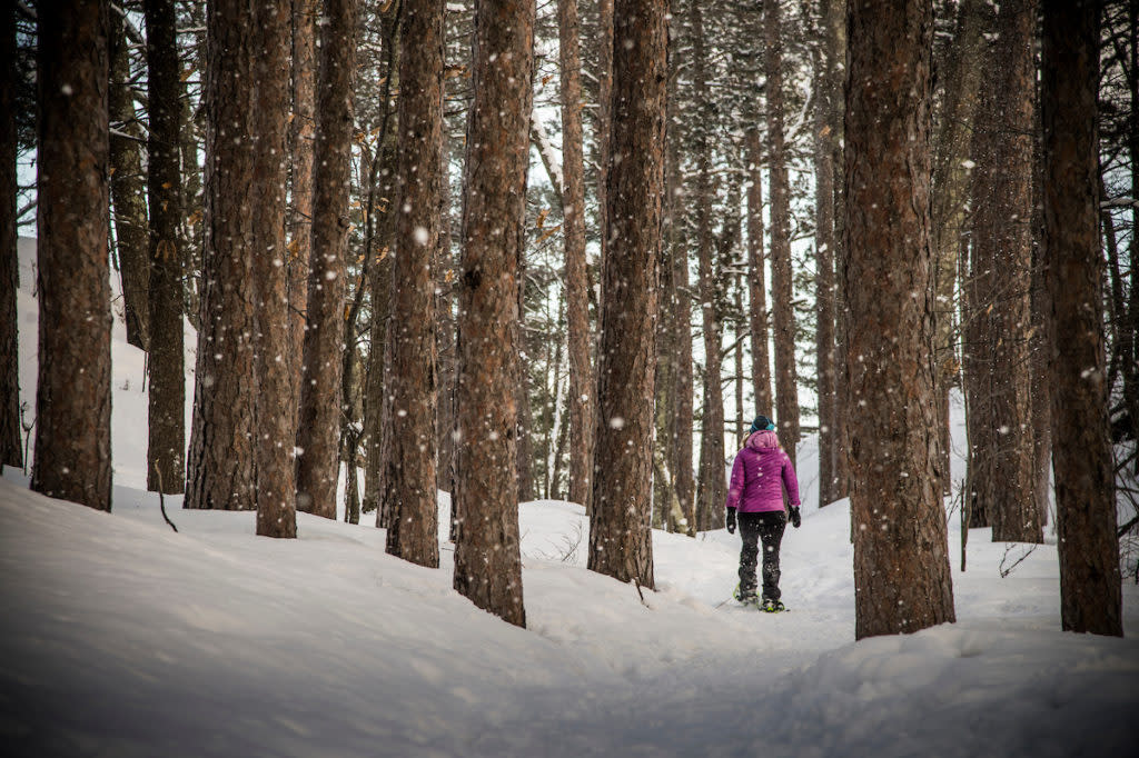 Snow shoe hiking in winter through a pine forest with falling snow near Marquette, Michigan Upper Peninsula of Michigan.