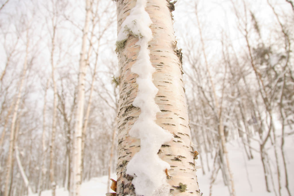 White birch trees with snow in winter on the Keweenaw Peninsula in Michigans Upper Peninsula.