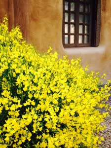 The New Mexico Museum of Art is blooming outside and in.