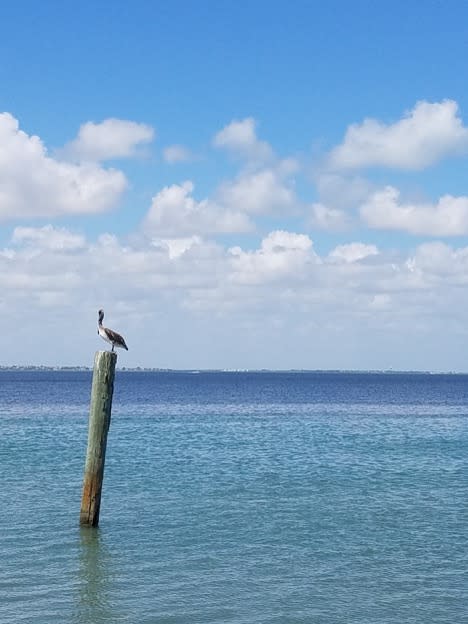 pelican