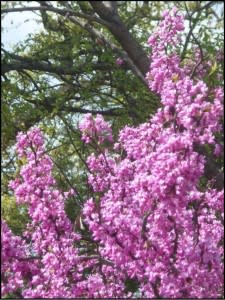 redbud_trees
