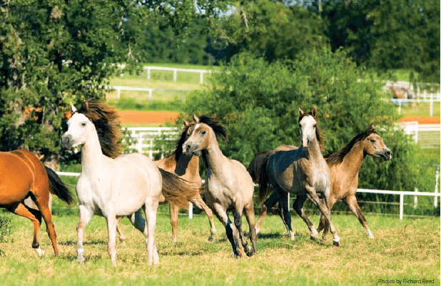 HorseCountry2