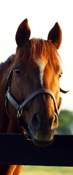 North Texas Horse Country Tours, Denton
