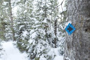 Snowshoe trail arrow happy jack recreation area