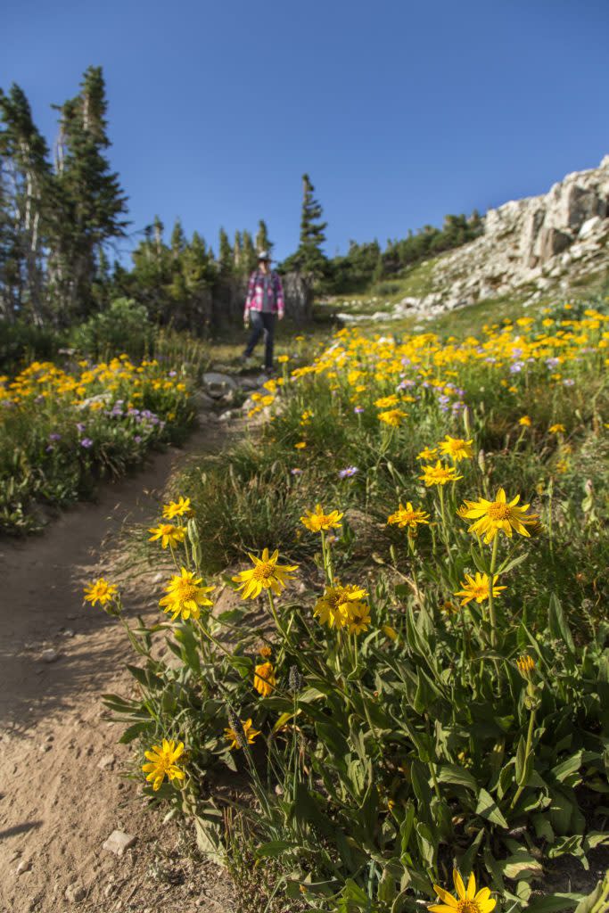 Laramie Medicine Bow National Forest Hiking Flowers Summit