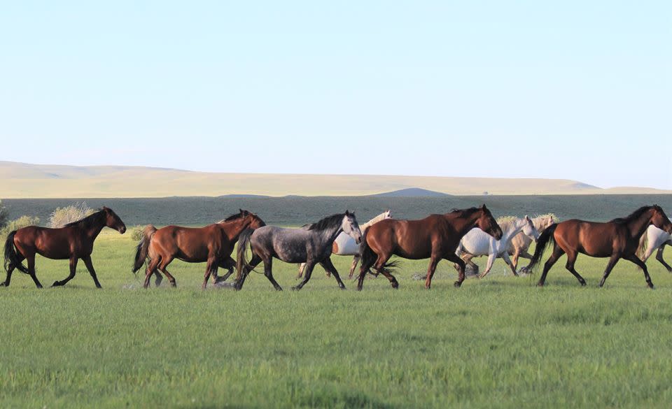 wild mustangs