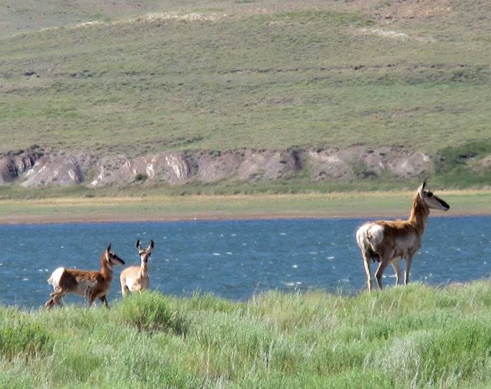 Wyoming wildlife can be seen during your social distancing road trip