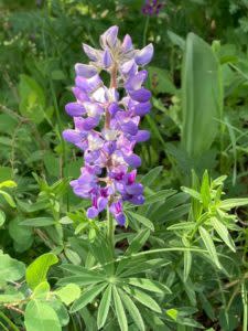 Wyoming nature Mountain Lupine