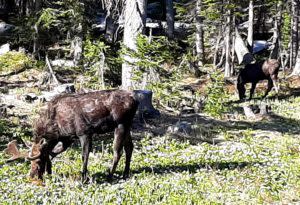 Wyoming wildlife Moose near Little Brooklyn Lake