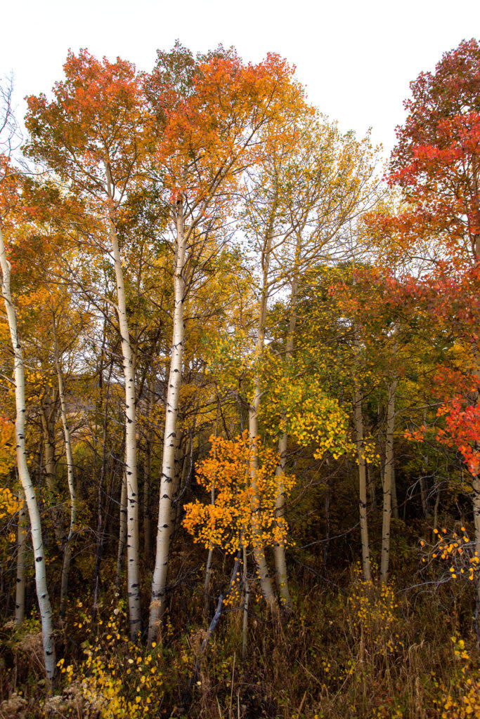 fall in laramie