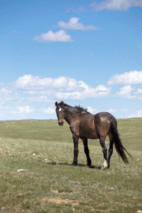 wildlife viewing laramie wyoming