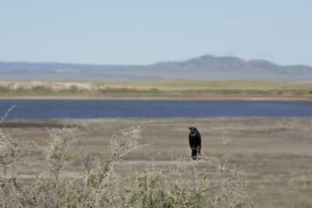 Birds Hutton Lake National Wildlife Refuge