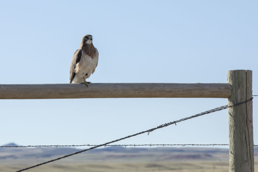 Swainson Hawk Laramie Wyoming