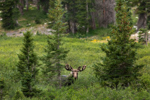 Wyoming moose in the Snowy Range while backpacking