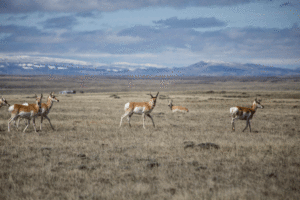 Antelope Laramie WY Wildlife Viewing from Vehicles