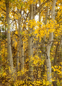 Fall foliage sightseeing around the Laramie Wyoming area