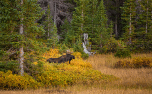 Moose Laramie WY The drive up the mountain provides possibilities for seeing mule deer, elk, and moose